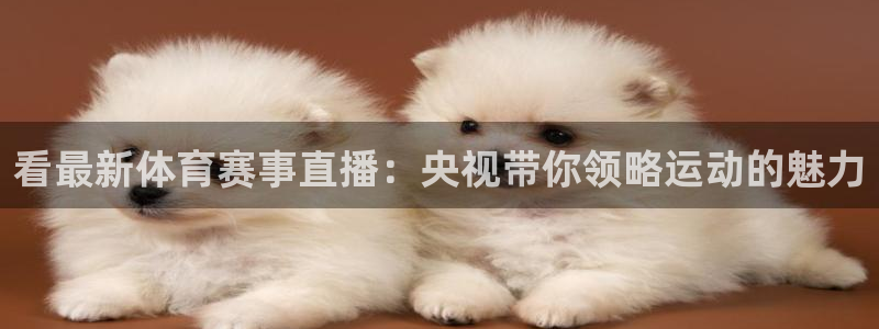 球客岛：看最新体育赛事直播：央视带你领略运动的魅力